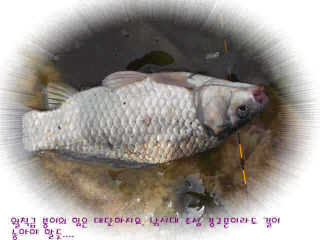 fish_pay_05252353.jpg