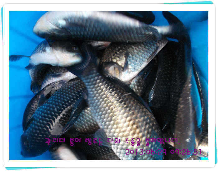 fish_pay_07432935.jpg