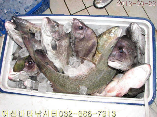 fish_pay_09142567.jpg