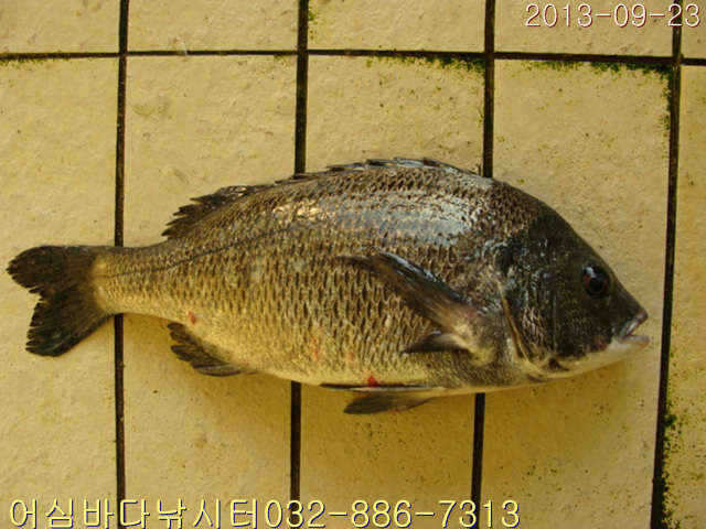fish_pay_09152690.jpg