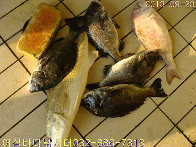 fish_pay_09153044.jpg