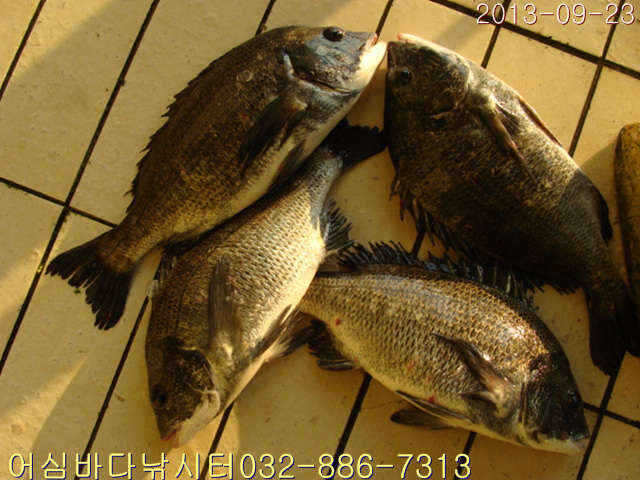 fish_pay_09153430.jpg