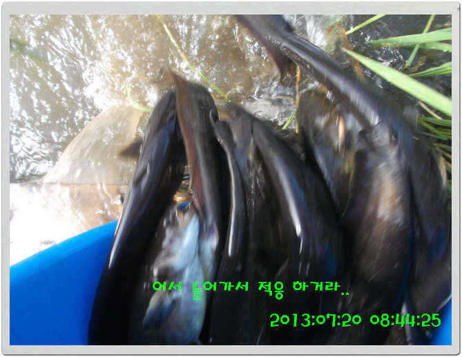 fish_pay_10383040.jpg