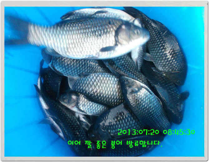 fish_pay_10383544.jpg