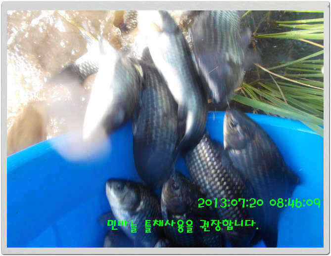 fish_pay_10384958.jpg