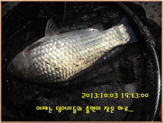 fish_pay_10574811.jpg