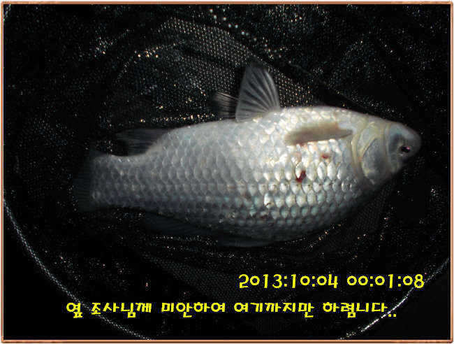 fish_pay_10581874.jpg