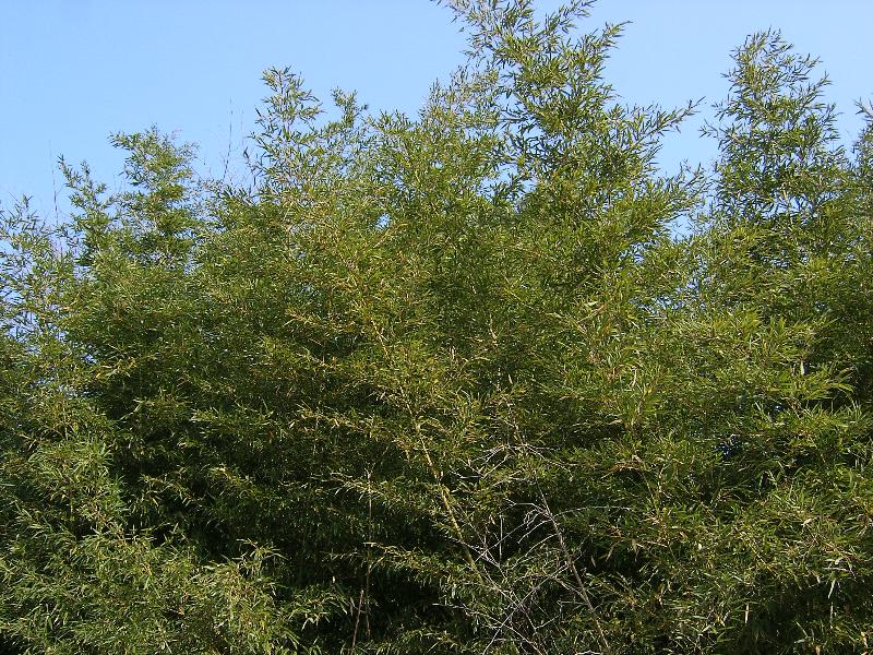 SA500030-41.JPG