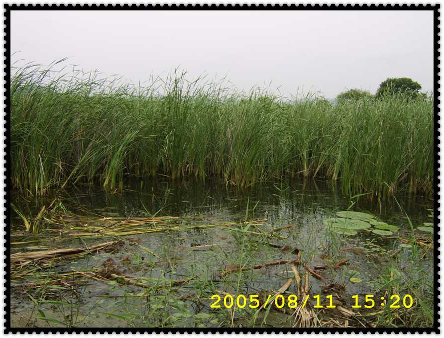 STA70203.jpg