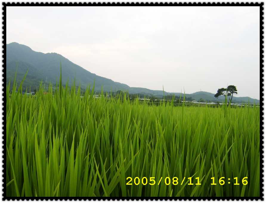 STA70205.jpg