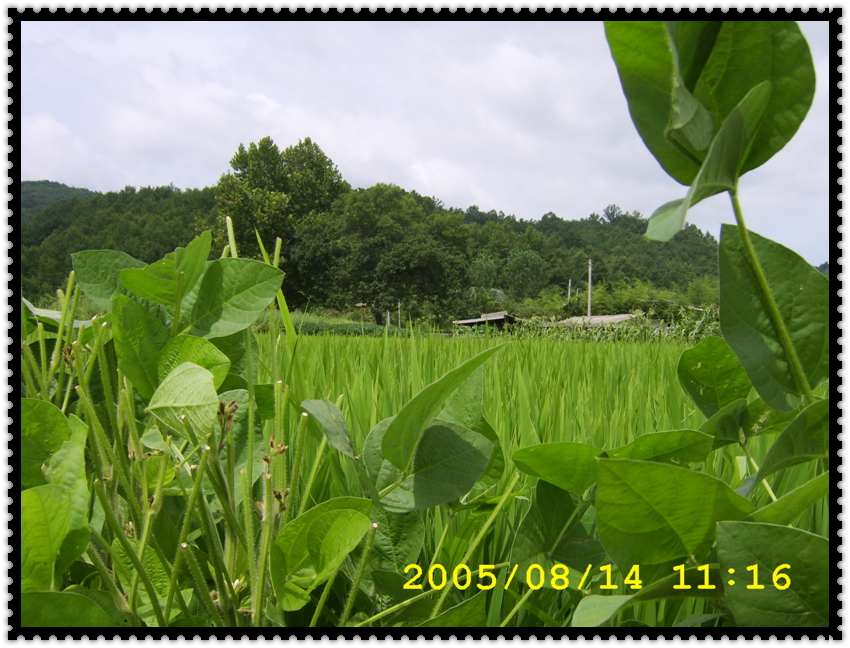 STA70352.jpg