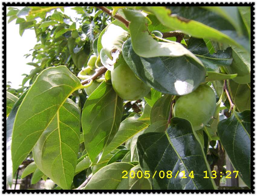STA70362.jpg