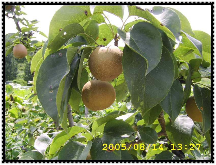 STA70363.jpg