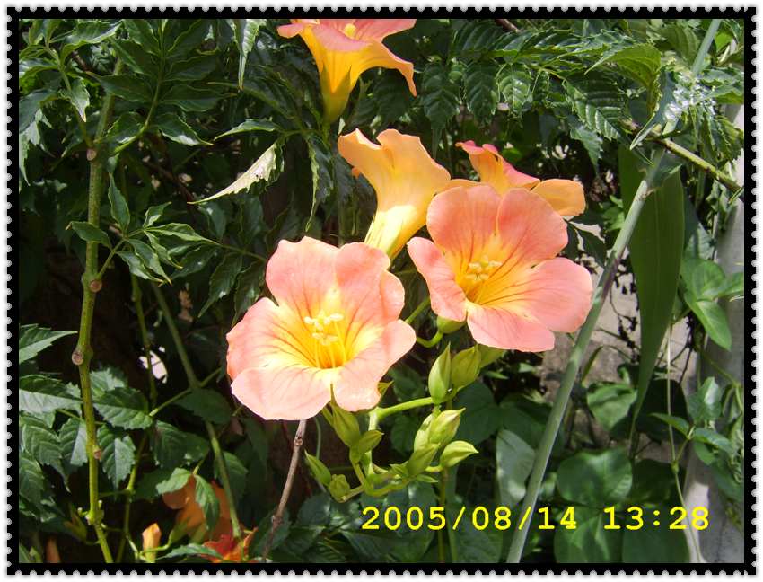 STA70365.jpg