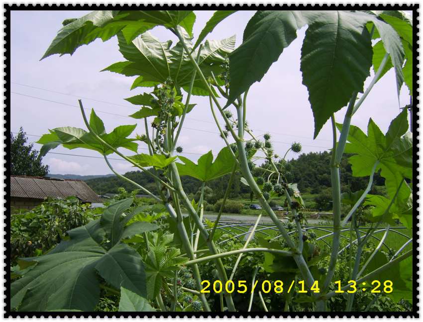 STA70366.jpg