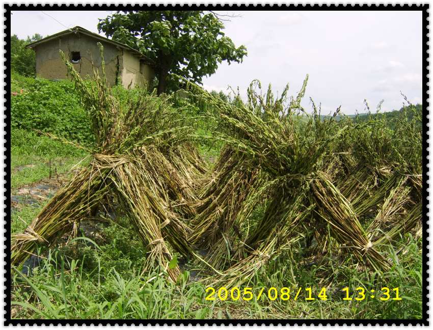 STA70369.jpg