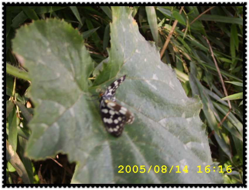 STA70386.jpg