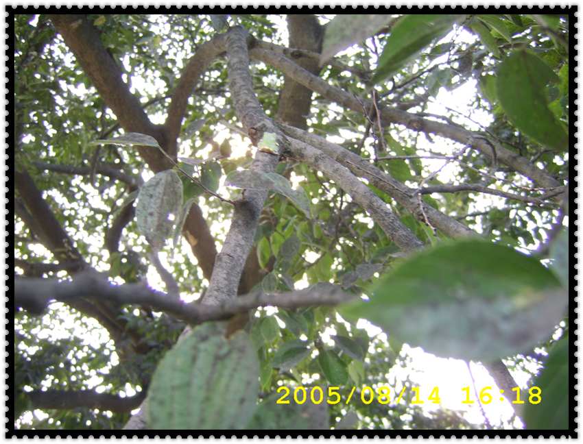 STA70388.jpg