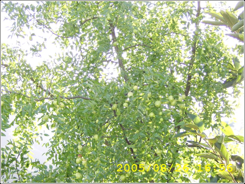 STA70541.jpg