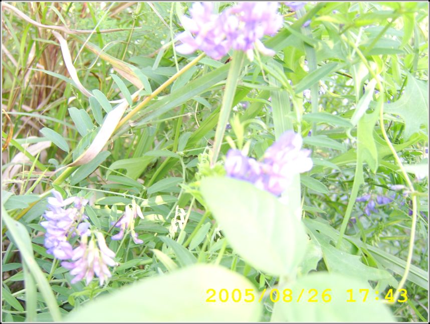 STA70547.jpg