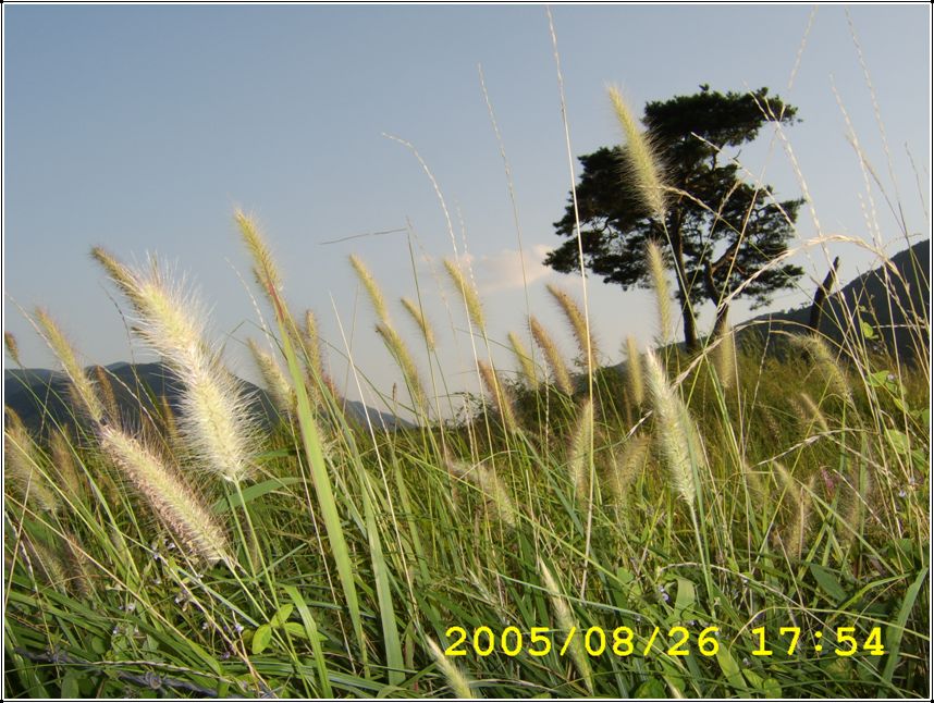 STA70554.jpg