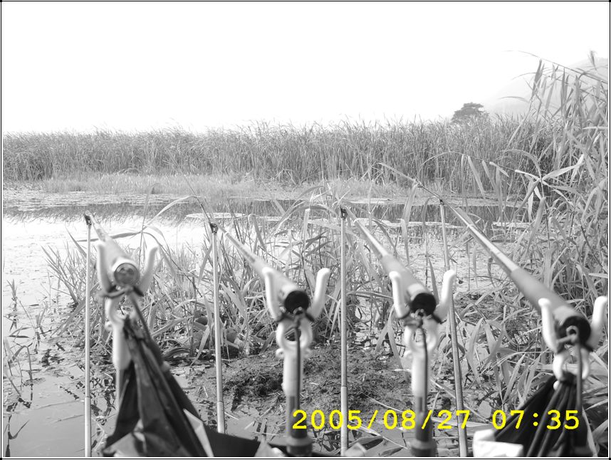 STA70585.jpg