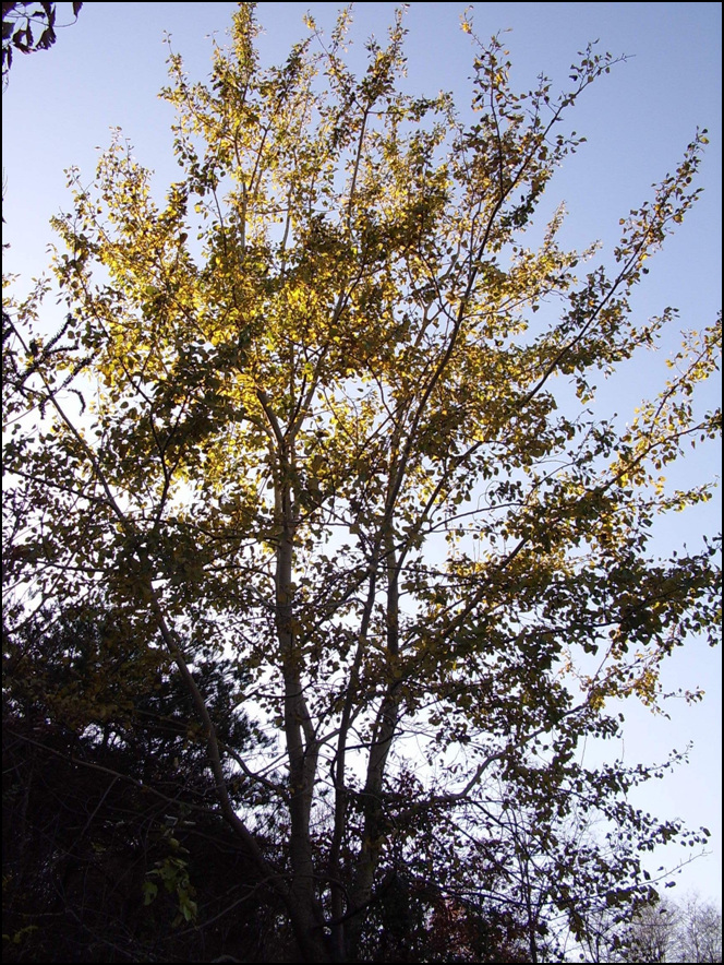 STA40585-5.jpg