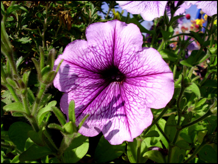 STA40652.jpg