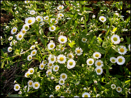 STA40744-2.jpg