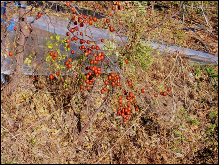 STA40744-3.jpg
