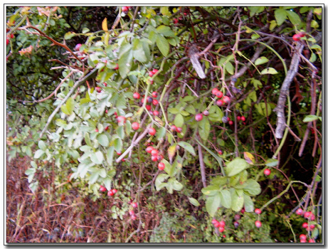 STA40143-41.jpg