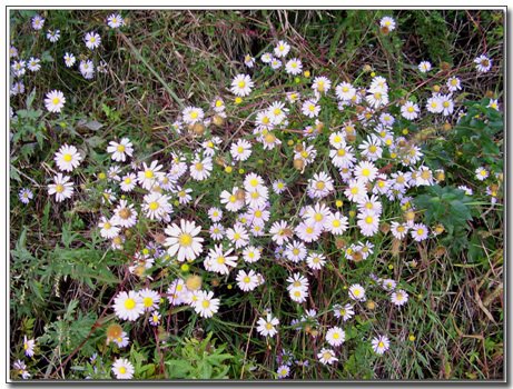 STA40143-43.jpg