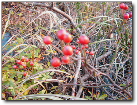 STA40483-4.jpg