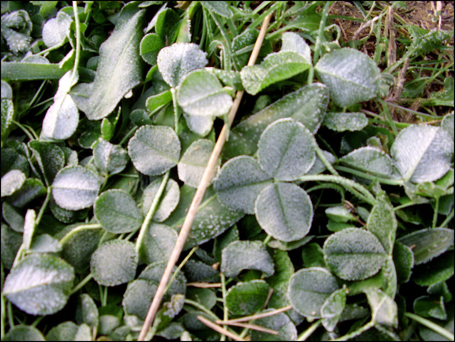 STA40857-6.jpg