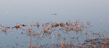 STA40877-4.jpg