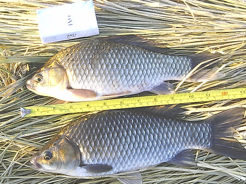 p20.jpg