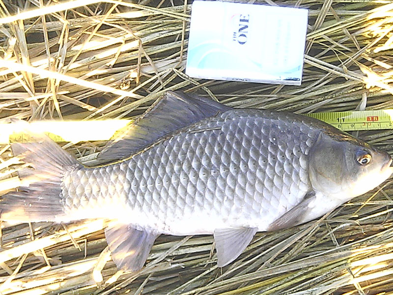 p5.jpg