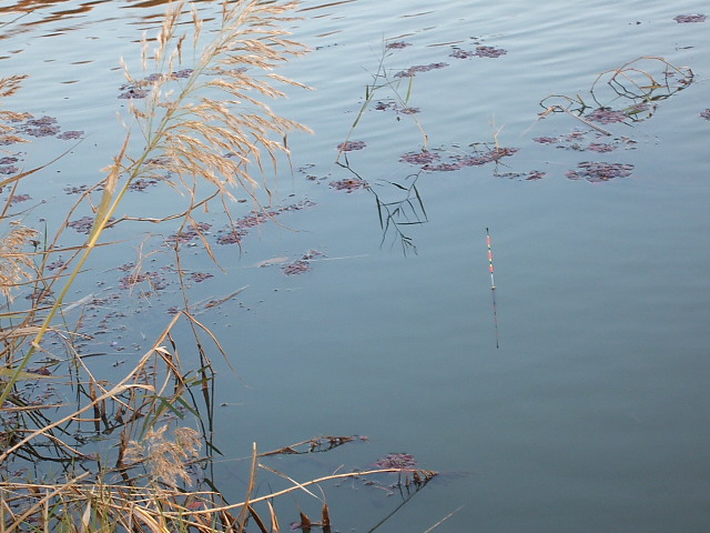 DSCF1136.JPG