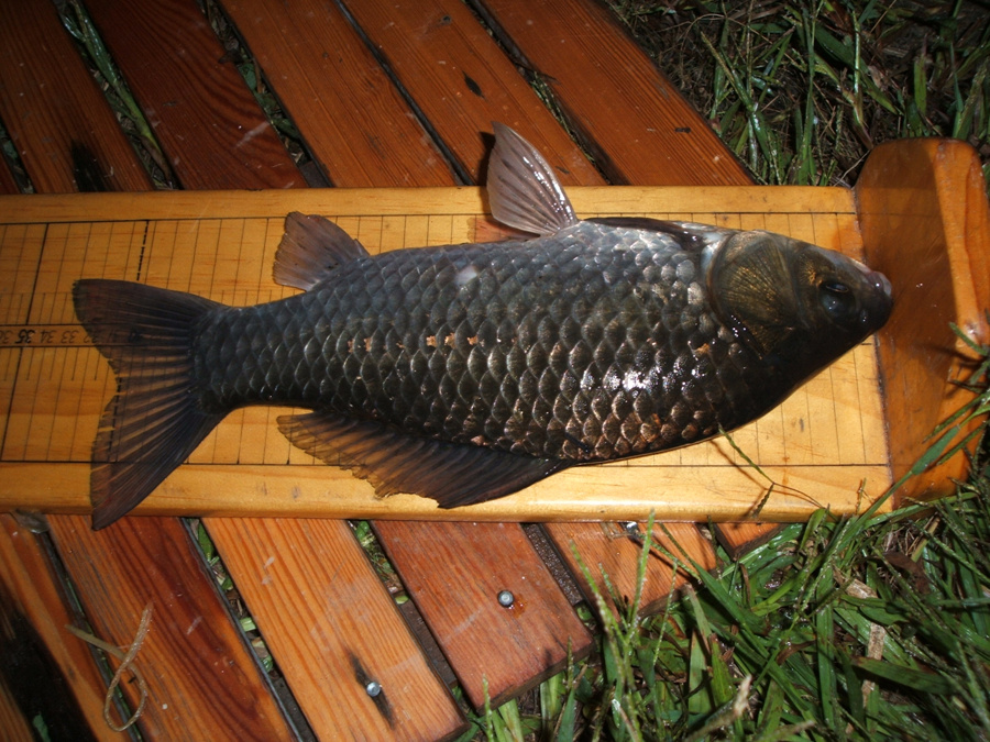 DSCF0813.jpg