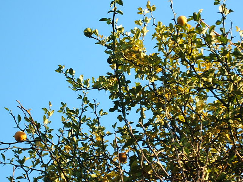 gaegol-6.jpg