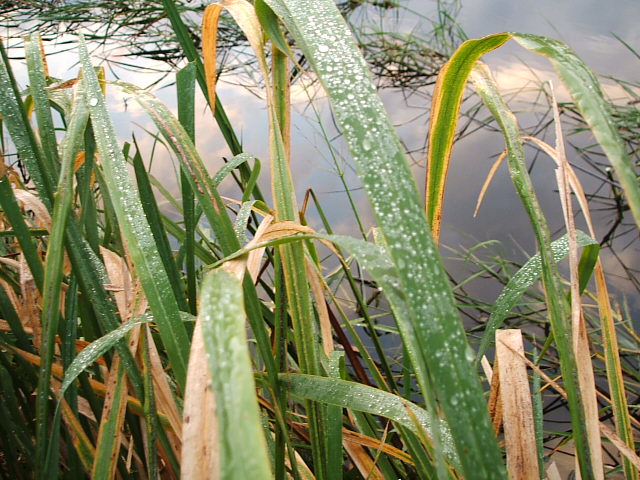 DSCF0545.JPG