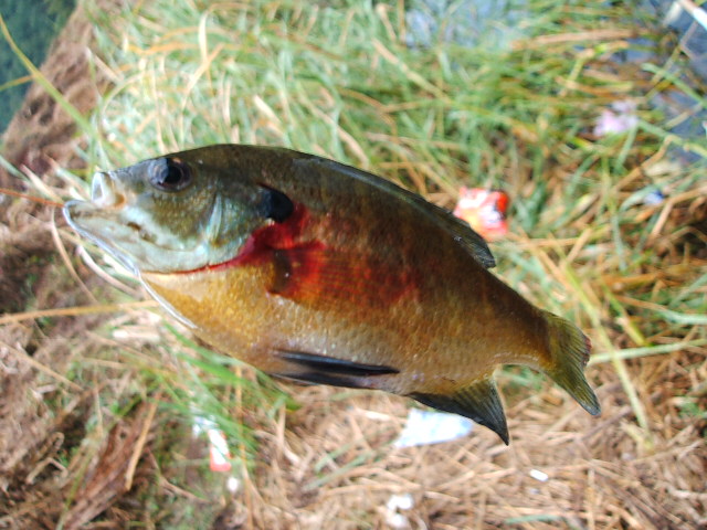 DSCF0546.JPG