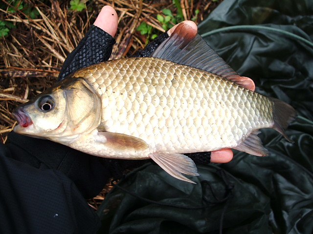 DSCF0551.JPG