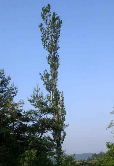 a242.jpg