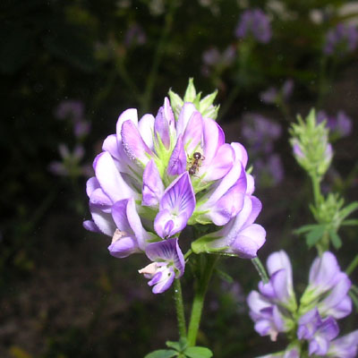 d75.jpg