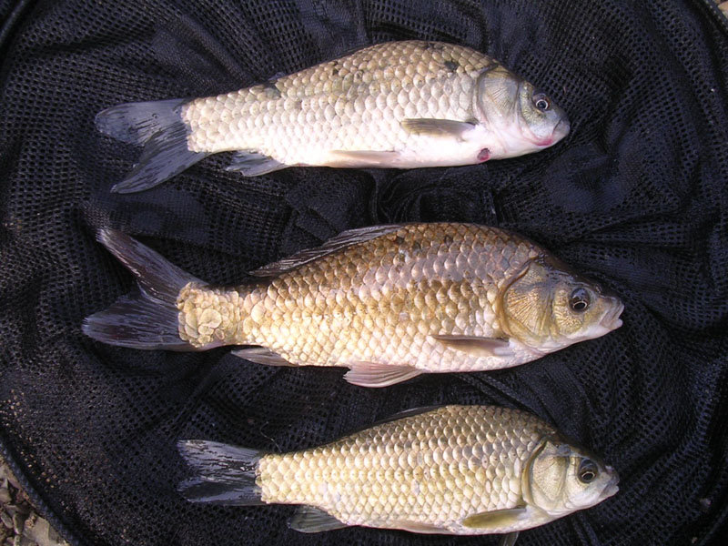 d82.jpg