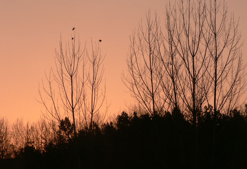 c74.jpg