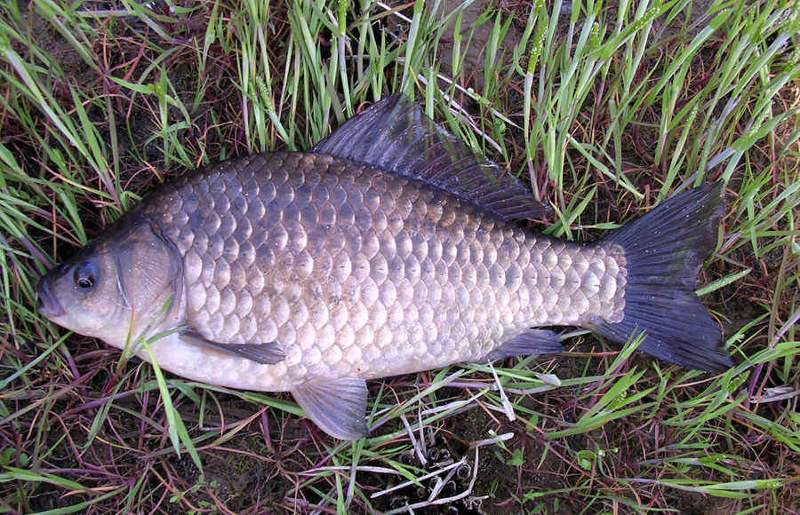 cc40.jpg