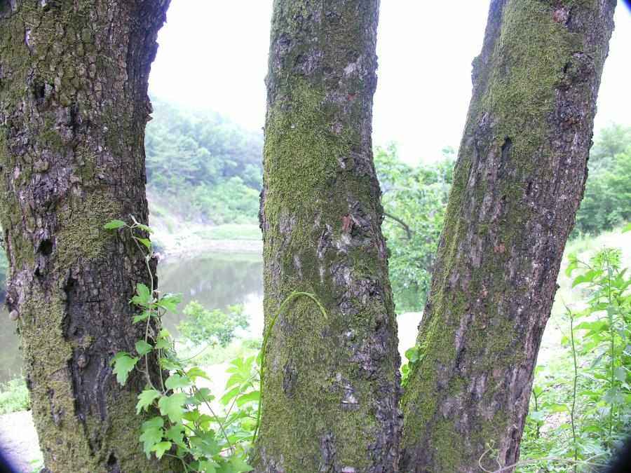 Dscn1070-78.JPG