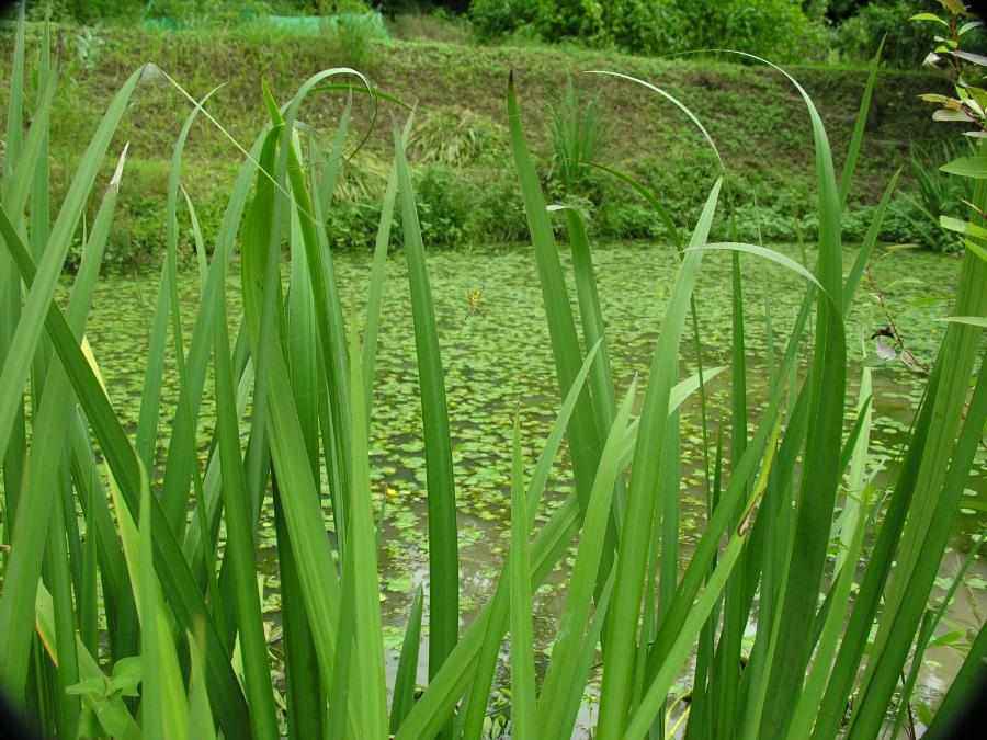 DSCN3250-92.JPG